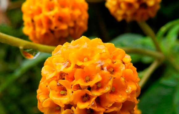 ÁRBOLES MEDICINALES