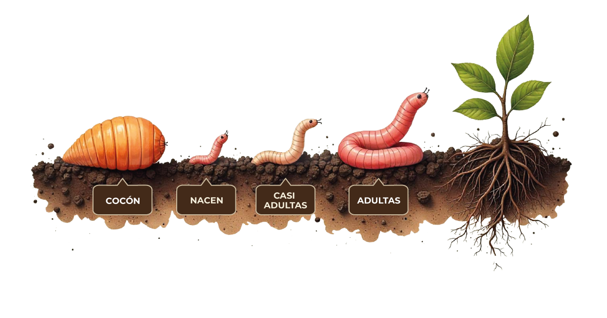 01-CICLO-LOMBRIZ-CALIFORNIANA-TXT