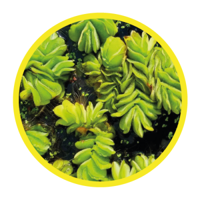 01-IMG-Salvinia-Auriculata