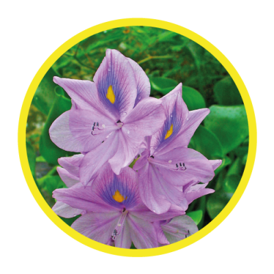 02-IMG-Eichhornia-Crassipes