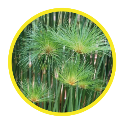 03-IMG-Cyperus-Papyrus