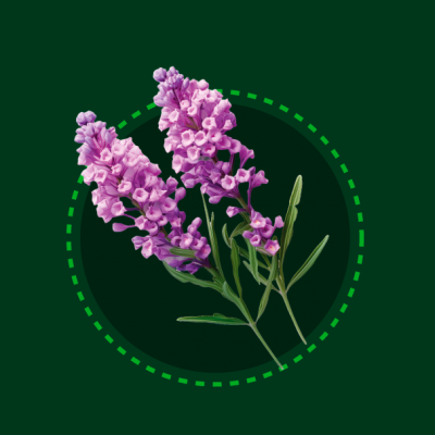 04-IMG-06-LAVANDA