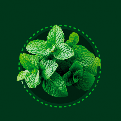 04-IMG-08-MENTA