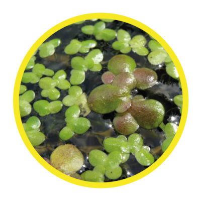 04-IMG-Lemna-Gibba