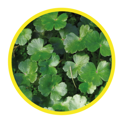05-IMG-Hydrocotyle