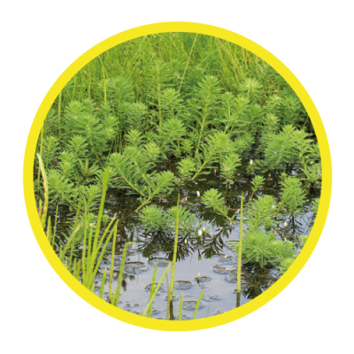 06-IMG-Myriophyllum-Verticillatum