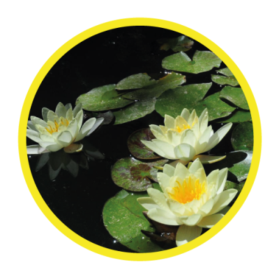 07-IMG-Nymphaea-Alba
