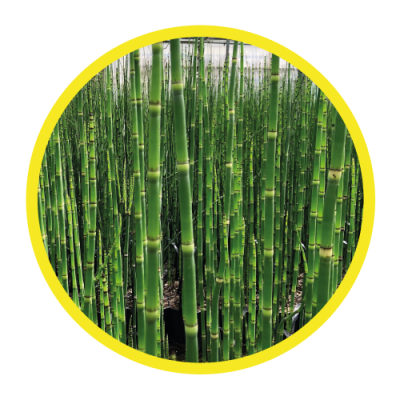 08-IMG-Equisetum