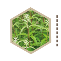 ARBOLES-MEDICINALES-01-CEDRON