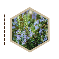 ARBOLES-MEDICINALES-02-ROMERO