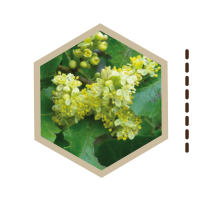 ARBOLES-MEDICINALES-03-MOLLE