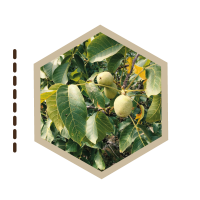 ARBOLES-MEDICINALES-04-NOGAL