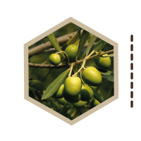 ARBOLES-MEDICINALES-05-OLIVO