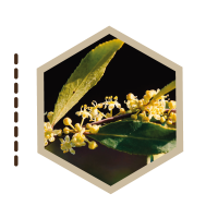 ARBOLES-MEDICINALES-06-MAITEN