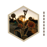 ARBOLES-MEDICINALES-07-MATICO