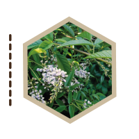 ARBOLES-MEDICINALES-10-CULEN